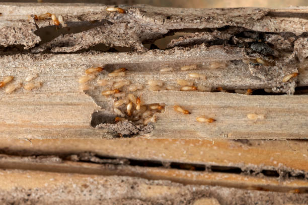 Best Pest Inspection Near Me  in Reiffton, PA